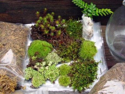 Healthy, Green Design: How to Make a Terrarium Image